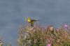 Yellow Wagtail at Paglesham Lagoon (Steve Arlow) (61795 bytes)